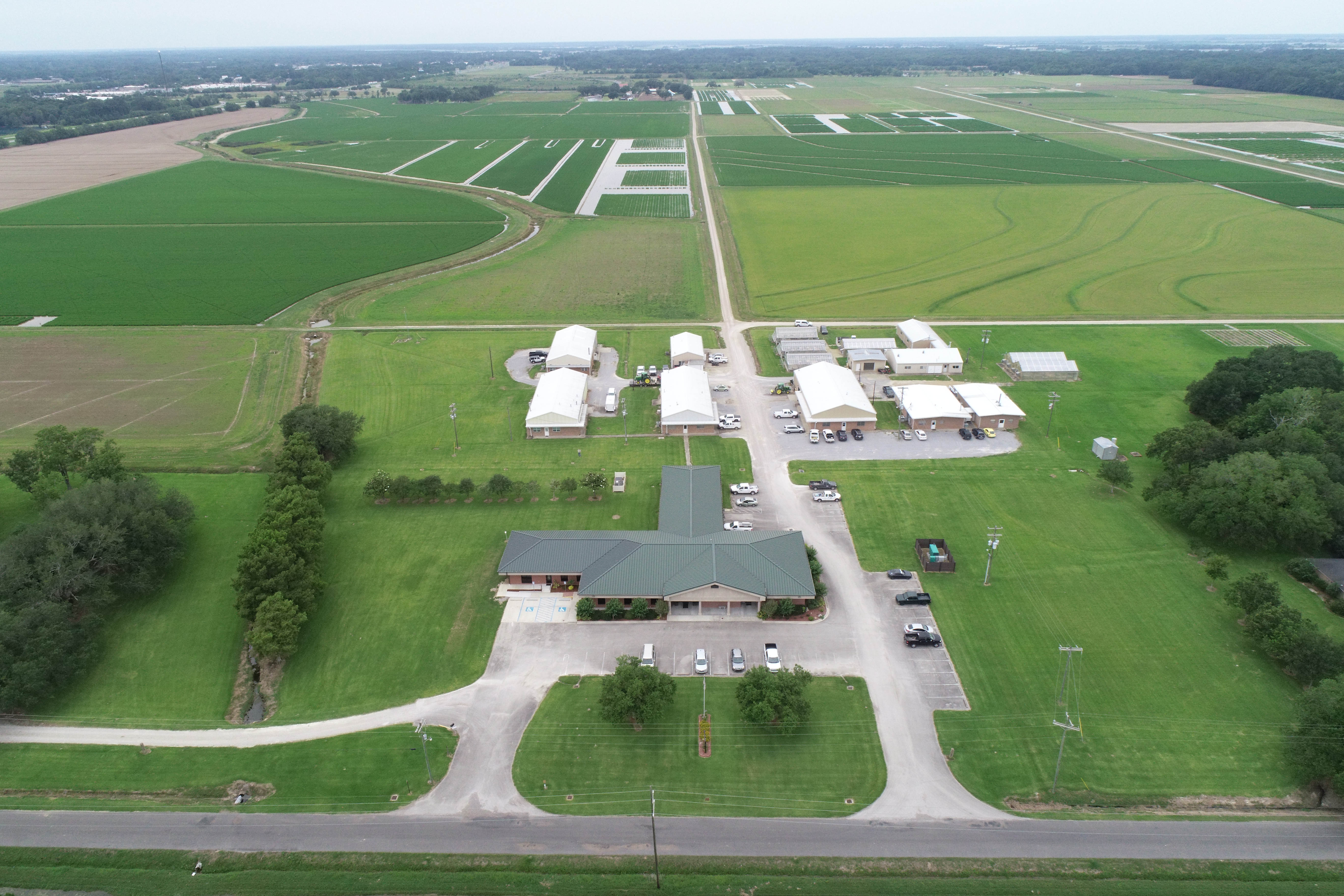 Rice research showcased at virtual field day 